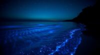 bioluminescent bay phenomenon