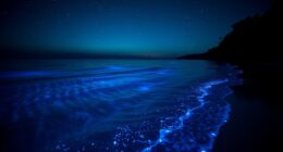 bioluminescent bay phenomenon