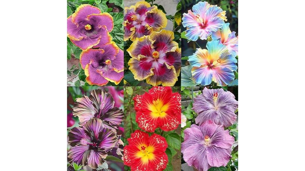 colorful tropical hibiscus seeds