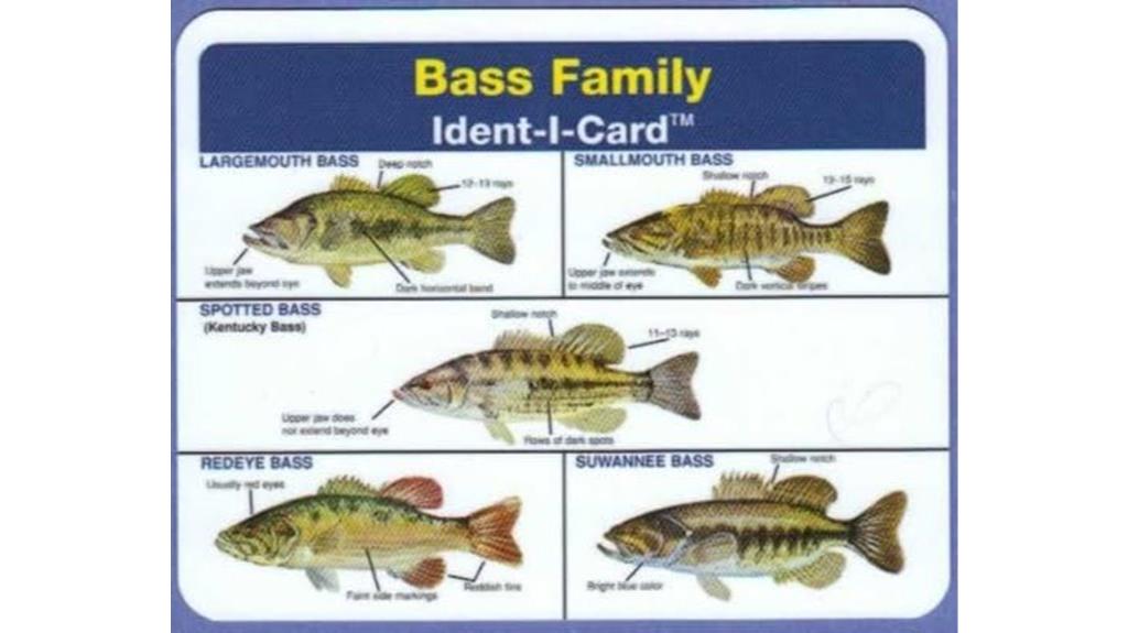 freshwater fish family card