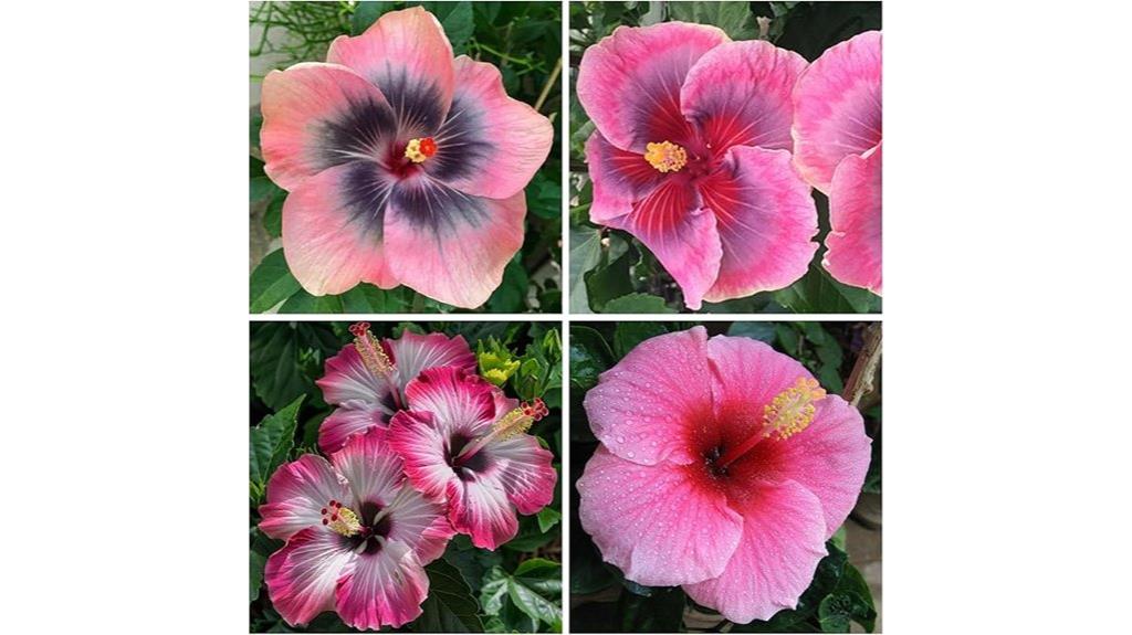 hibiscus seed planting kit