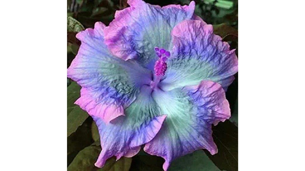 hibiscus seed planting kit