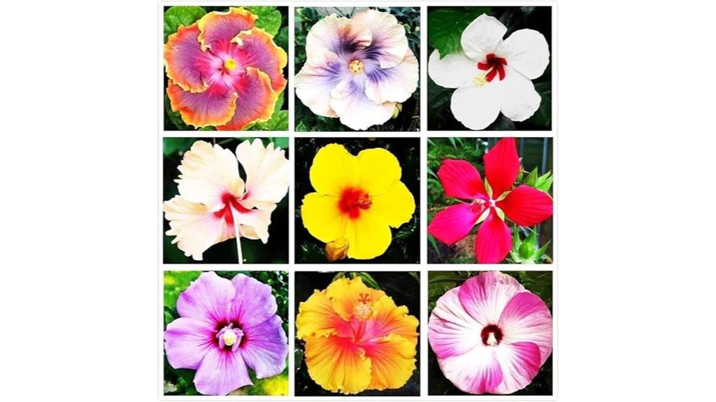 hibiscus seeds for planting