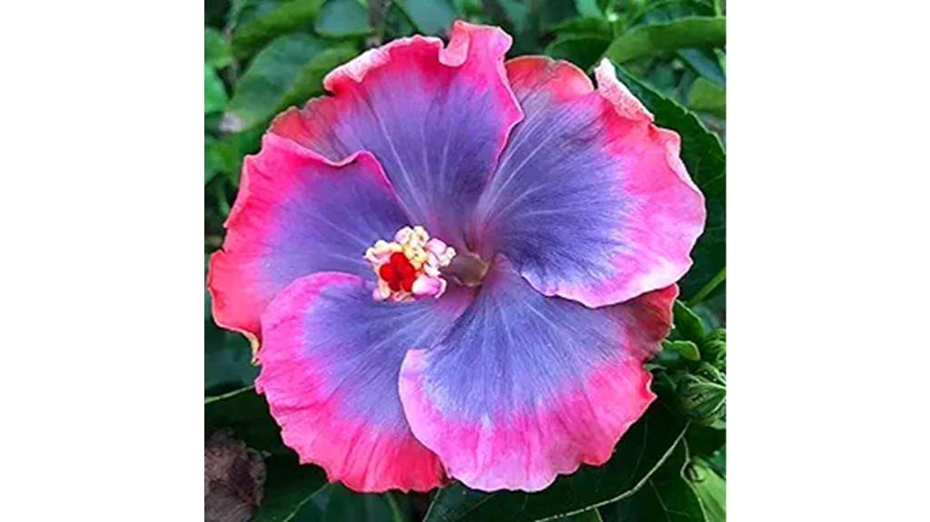 hibiscus seeds for planting