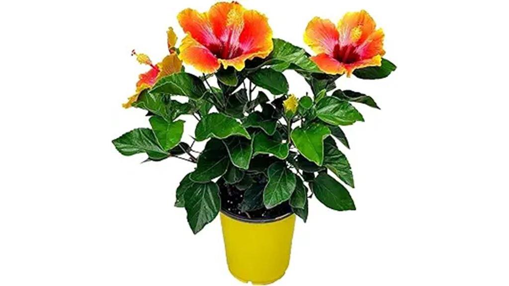 hundred hibiscus seeds pack