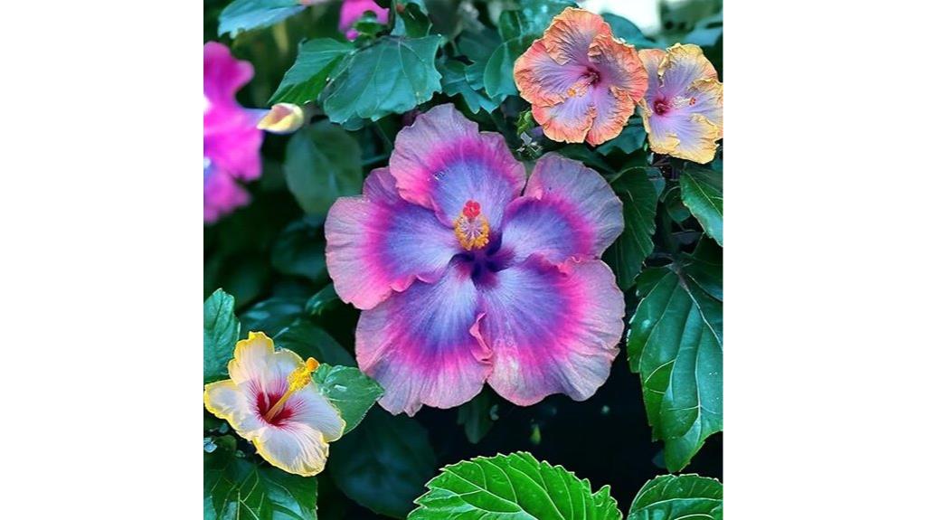 mixed hibiscus seed pack