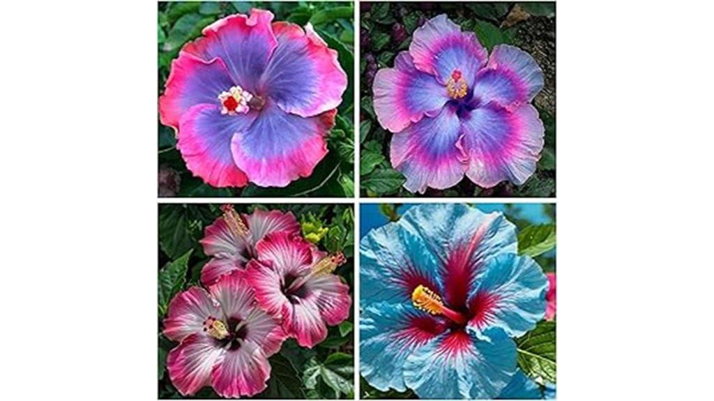 rare hibiscus seed packets