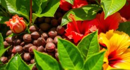 top hibiscus seeds selection